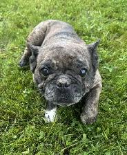 Frenchie Adults - Photo 2
