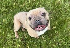 Frenchie Adults - Photo 3