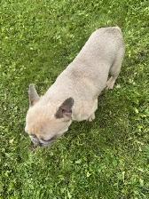 Frenchie Adults - Photo 4