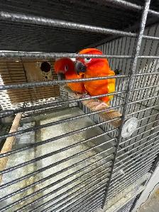 Red Pied Sun Conure Breeding Pairs.