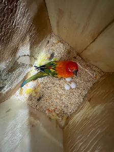 Red Pied Sun Conure Breeding Pairs. - Photo 2