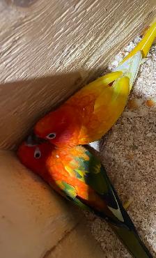 Red Pied Sun Conure Breeding Pairs. - Photo 3
