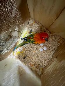 Red Pied Sun Conure Breeding Pairs. - Photo 4