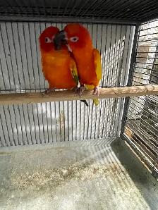 Red Pied Sun Conure Breeding Pairs. - Photo 5