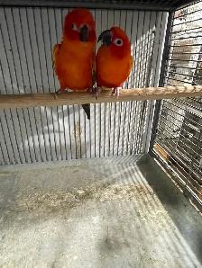 Red Pied Sun Conure Breeding Pairs. - Photo 6