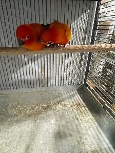 Red Pied Sun Conure Breeding Pairs. - Photo 7