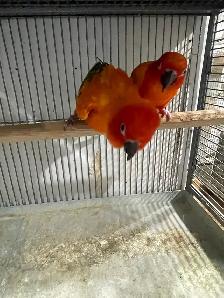 Red Pied Sun Conure Breeding Pairs. - Photo 8