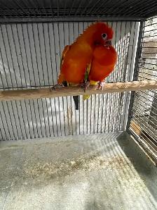 Red Pied Sun Conure Breeding Pairs. - Photo 9