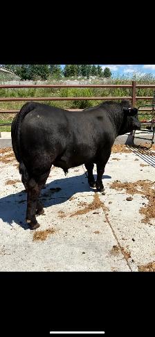 Limousin Bull