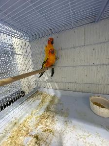 Sun conure breeding pairs.