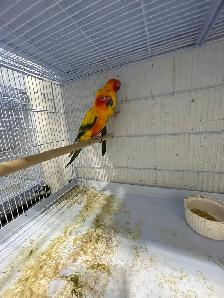 Sun conure breeding pairs. - Photo 2