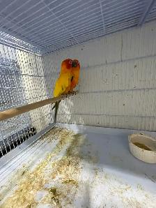 Sun conure breeding pairs. - Photo 3