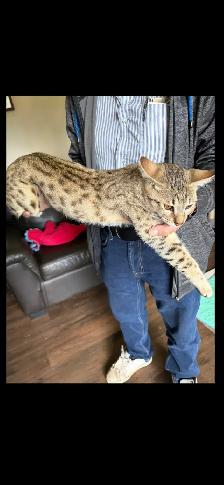 SAVANNAH  F4 HP - Photo 2