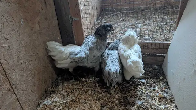 Americana pullets