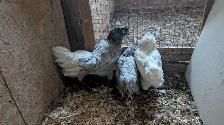 Americana pullets