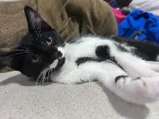 Kitten 4 month old boy