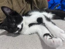 Kitten 4 month old boy - Photo 2