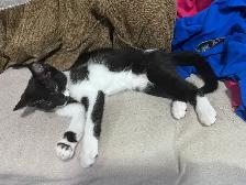 Kitten 4 month old boy - Photo 3