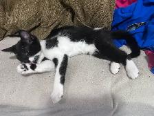 Kitten 4 month old boy - Photo 4