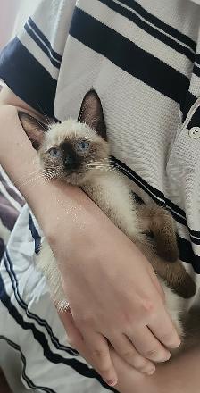 Siamois - Photo 3