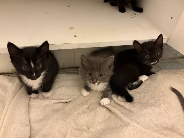 Kittens for rehoming