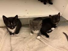 Kittens for rehoming
