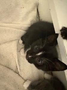 Kittens for rehoming - Photo 2