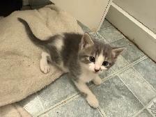 Kittens for rehoming - Photo 3