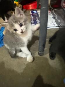 Kittens for rehoming - Photo 4