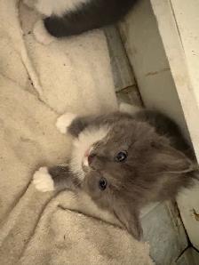 Kittens for rehoming - Photo 5