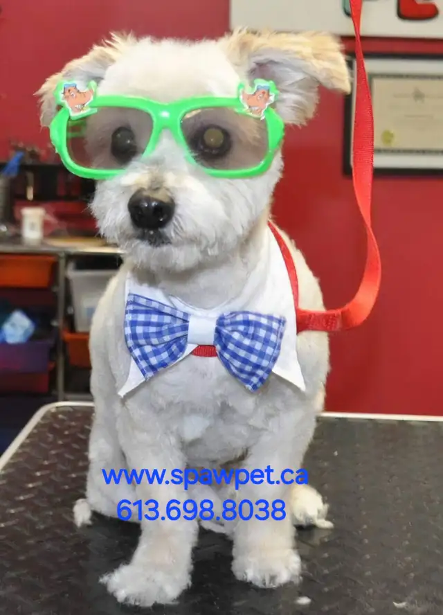 DOG AND CAT CERTIFIED GROOMER