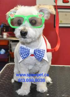 DOG AND CAT CERTIFIED GROOMER