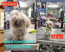 DOG AND CAT CERTIFIED GROOMER - Photo 4