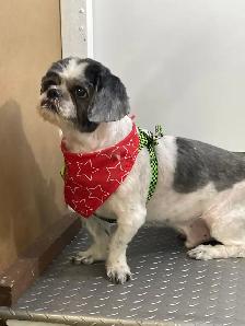 DOG AND CAT CERTIFIED GROOMER - Photo 6