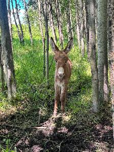 Miniature Donkey