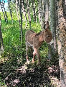 Miniature Donkey - Photo 2