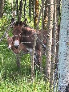 Miniature Donkey - Photo 3