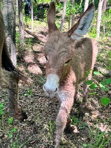 Miniature Donkey - Photo 4