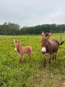 Miniature Donkey - Photo 5