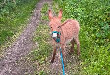 Miniature Donkey - Photo 6