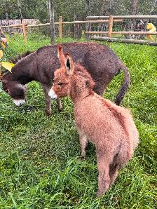Miniature Donkey - Photo 7