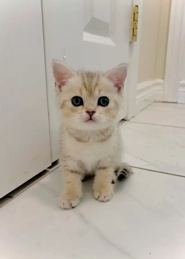 British Shorthair X Bengal Kittens
