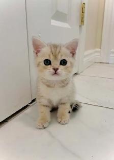 British Shorthair X Bengal Kittens