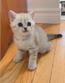 British Shorthair X Bengal Kittens - Photo 2