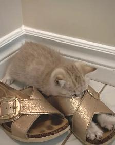 British Shorthair X Bengal Kittens - Photo 4