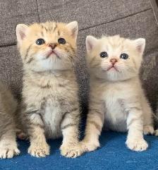 British Shorthair X Bengal Kittens - Photo 5