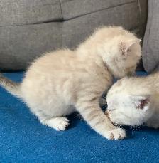 British Shorthair X Bengal Kittens - Photo 6