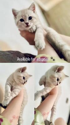 British Shorthair X Bengal Kittens - Photo 7
