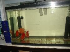 FOR SALE 4 BEAUTIFUL RED FANDA DISCUS 5 TO 6 INCH $275 - Photo 3
