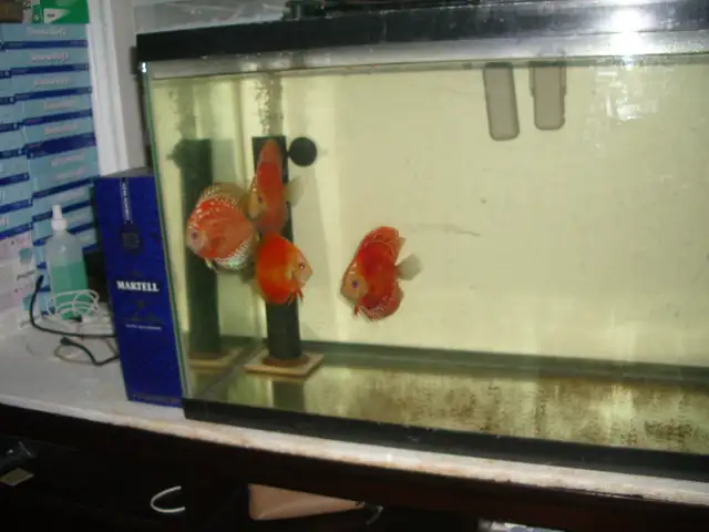 FOR SALE BEAUTIFUL 4 RED FANDA DISCUS 5 TO 6 INCH $275